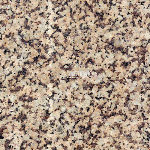 Chrysanthemum Yellow|| 菊花黃