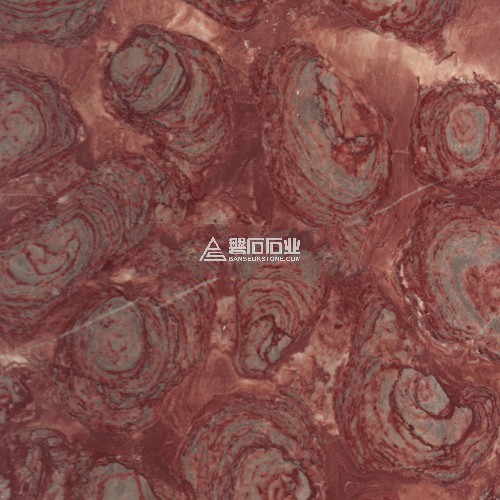 Imperial Rosa || 皇家玫瑰