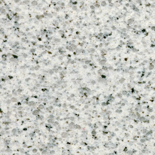 Asa Branca|| 維納斯白麻