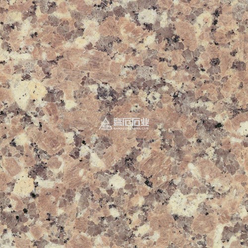 Jumbo Red ||漳浦紅